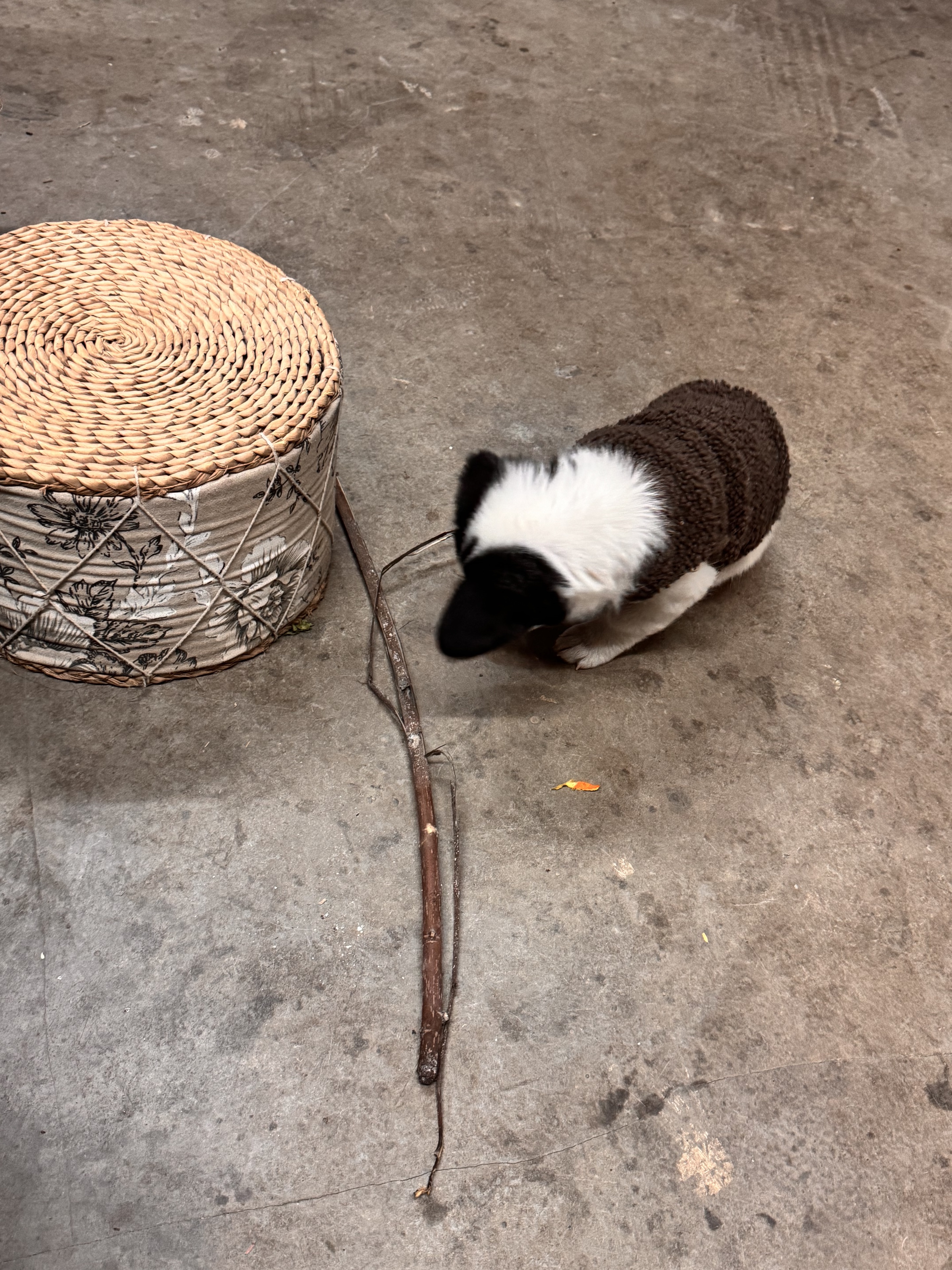 招聘：陪玩一只/位