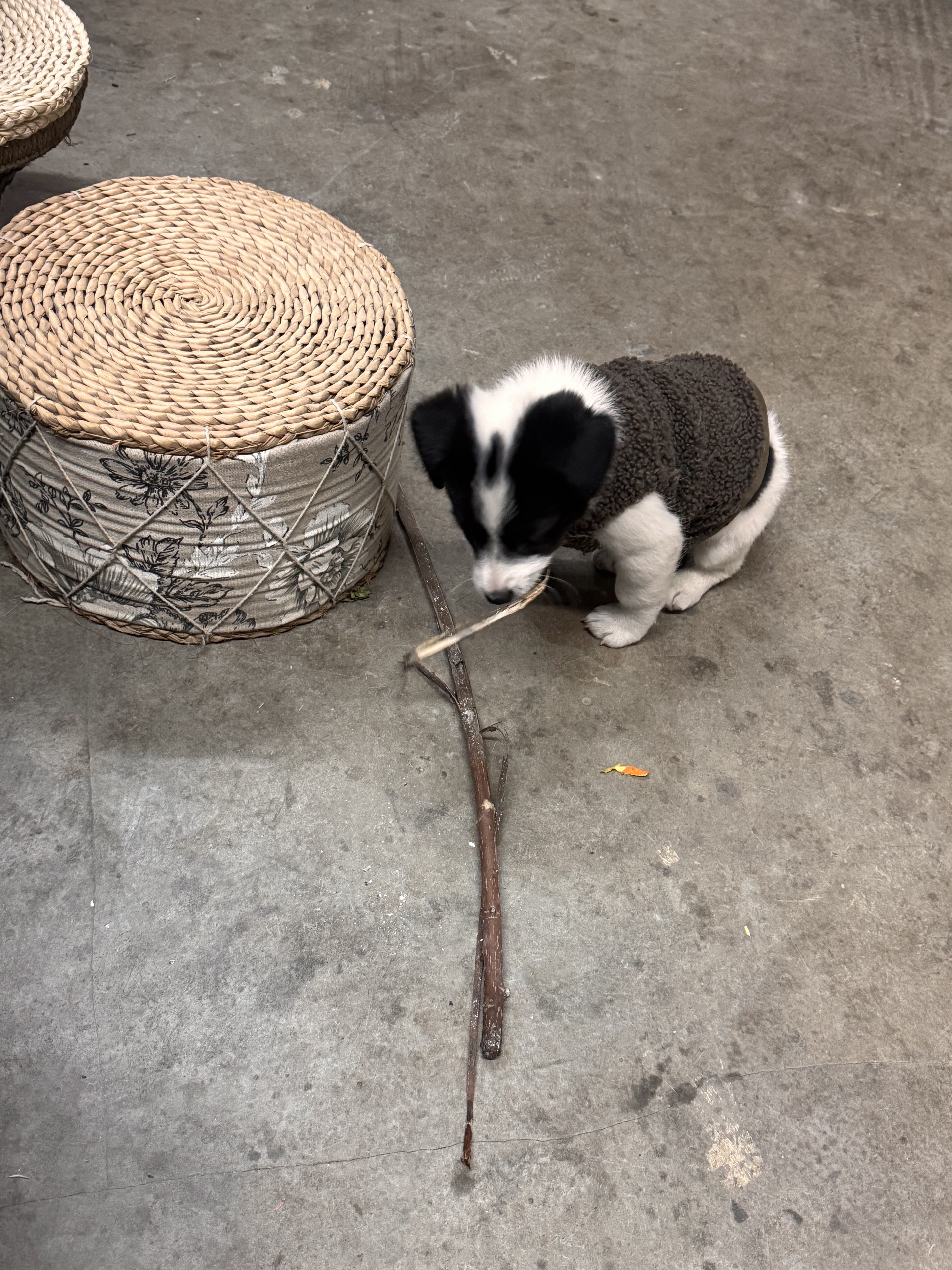 招聘：陪玩一只/位