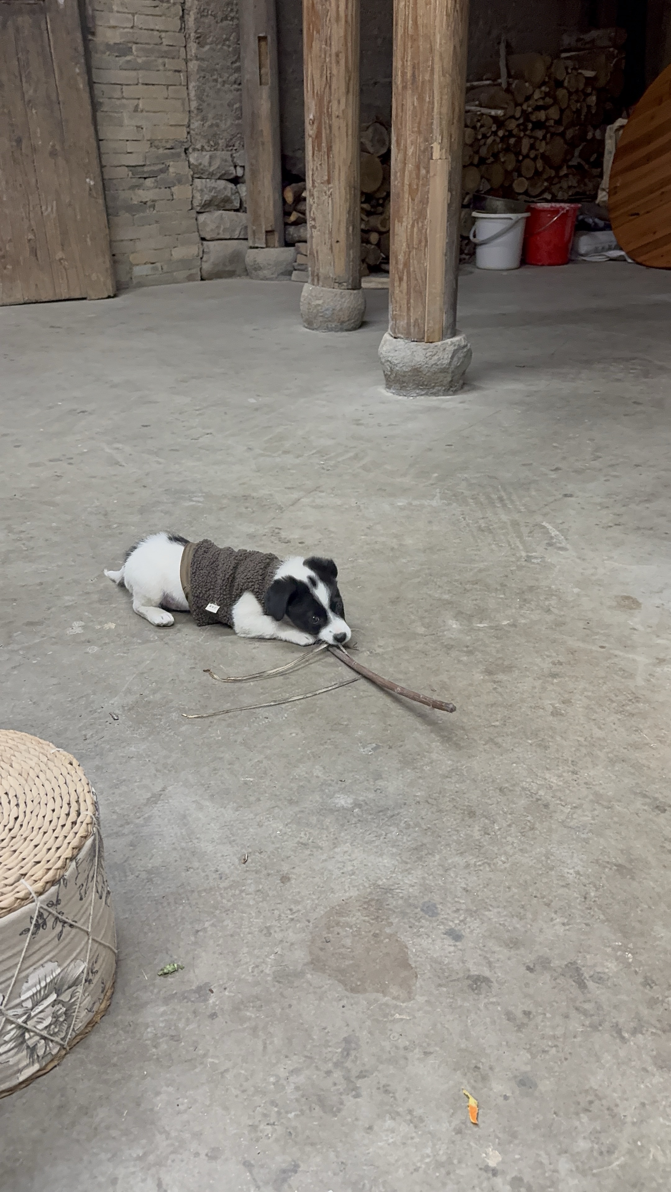 招聘：陪玩一只/位