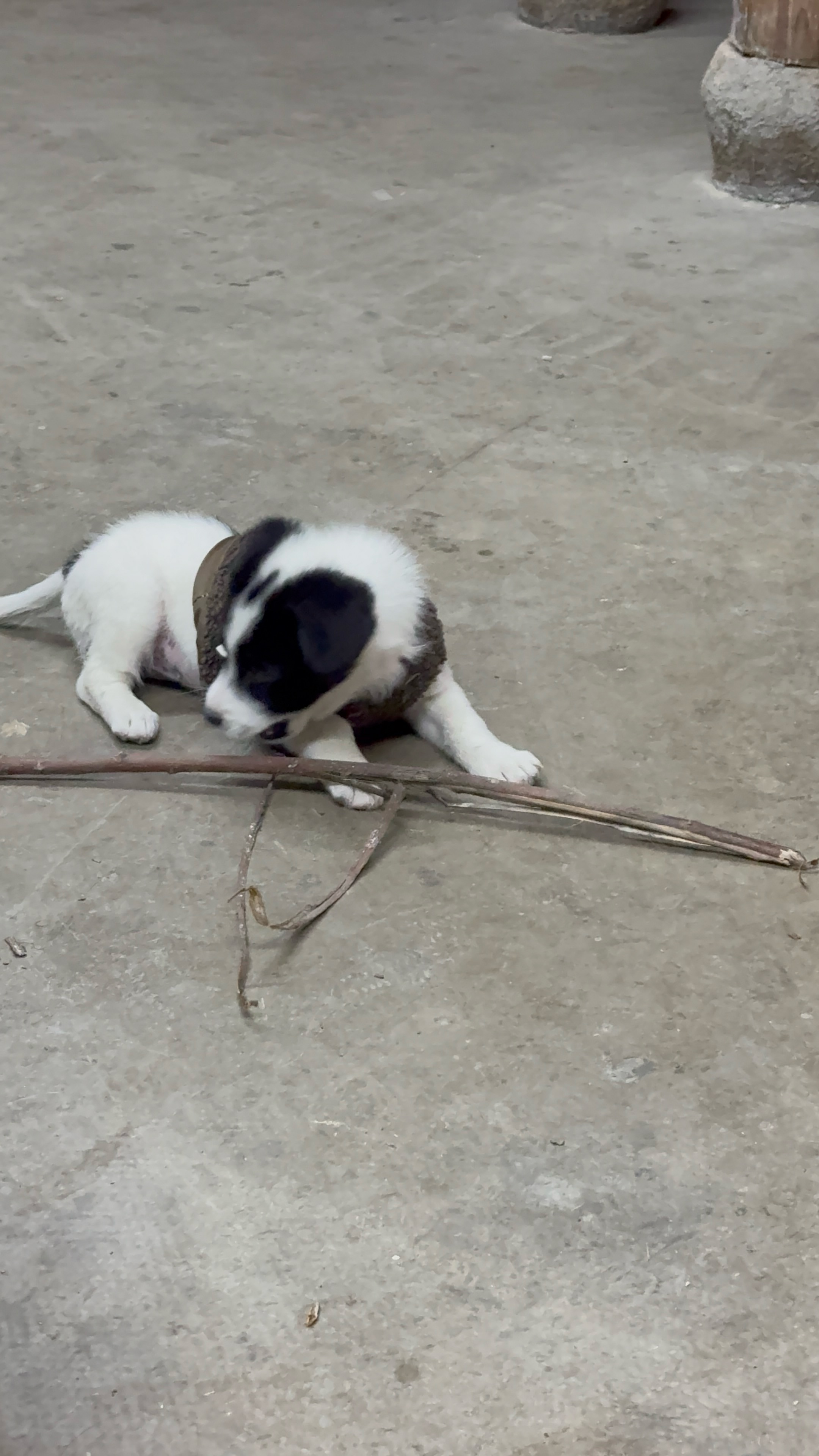 招聘：陪玩一只/位