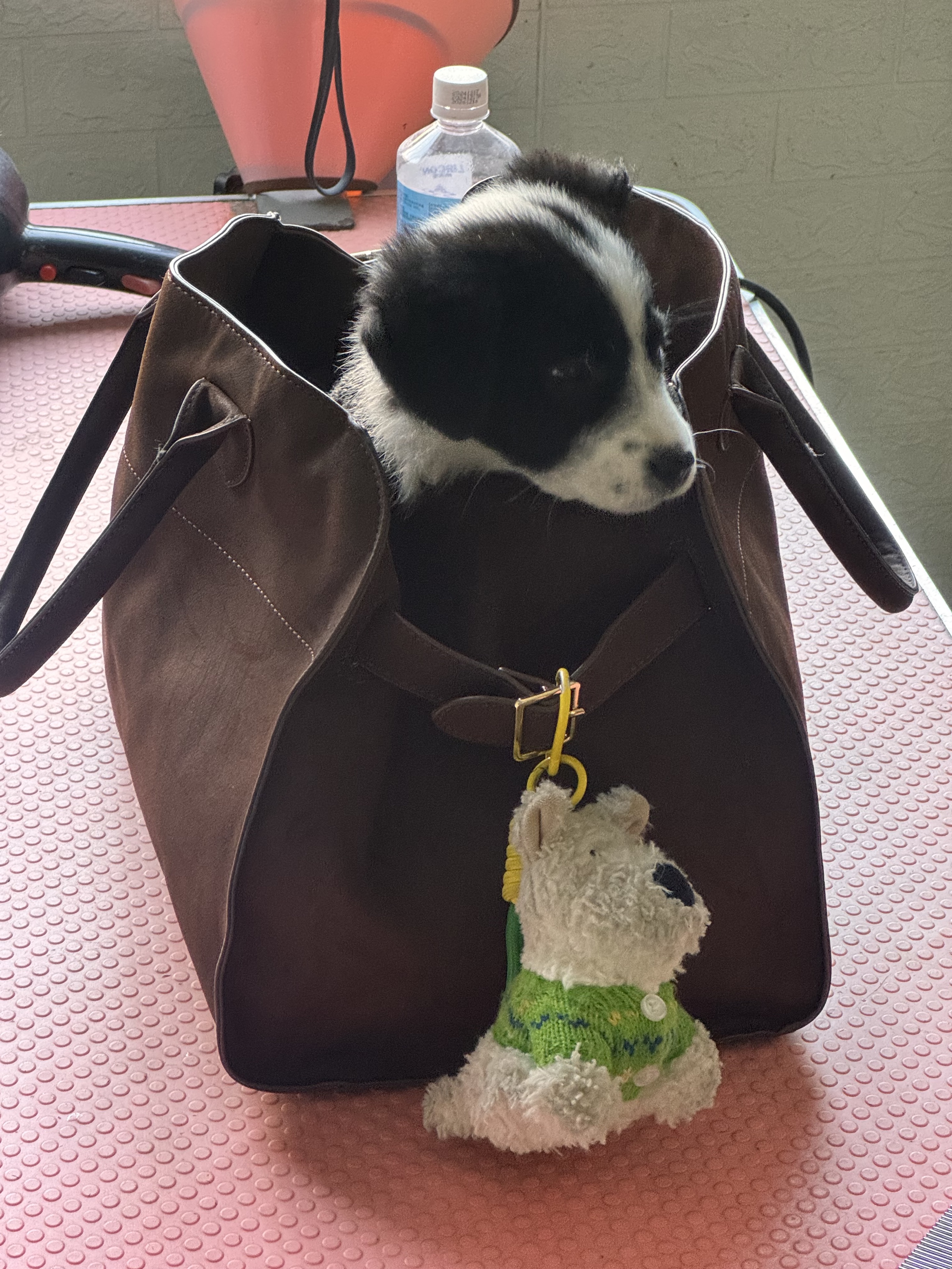 🐽古力 疫苗💉记