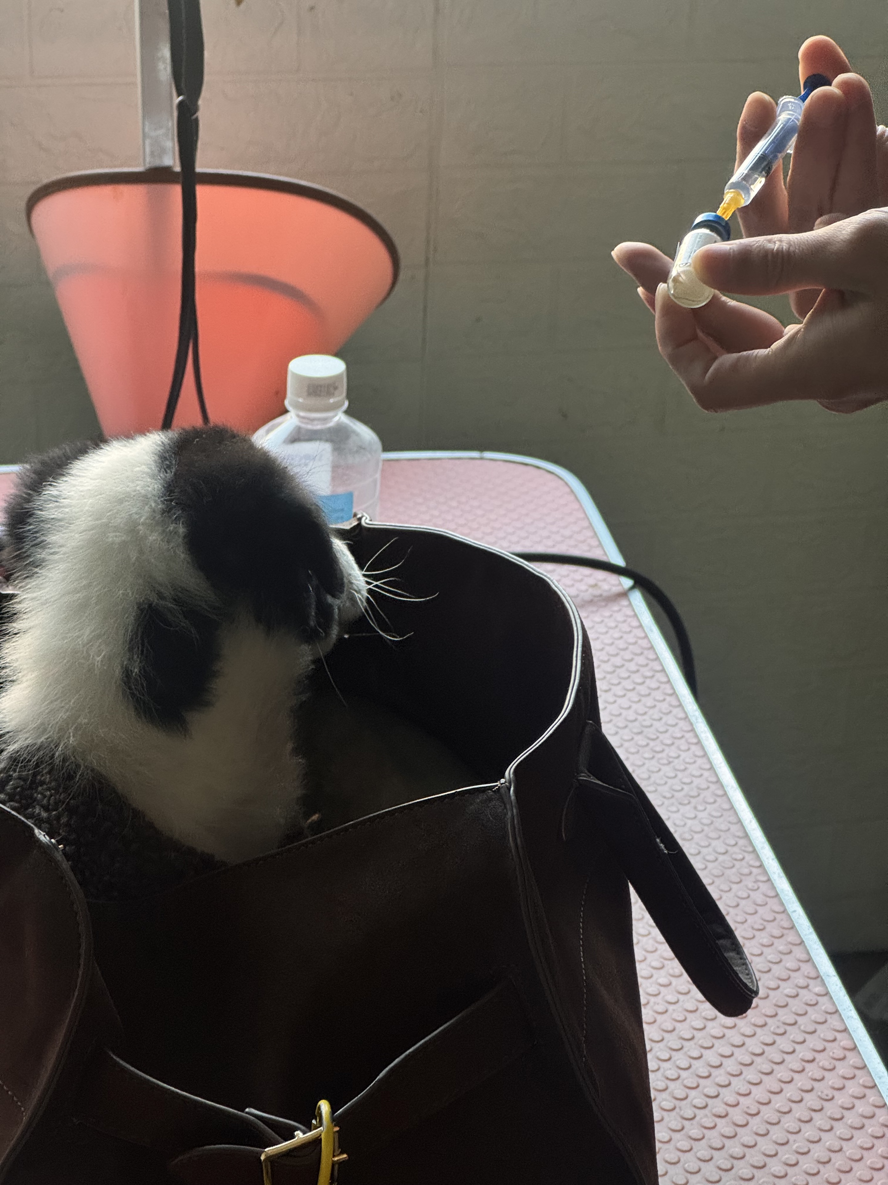 🐽古力 疫苗💉记