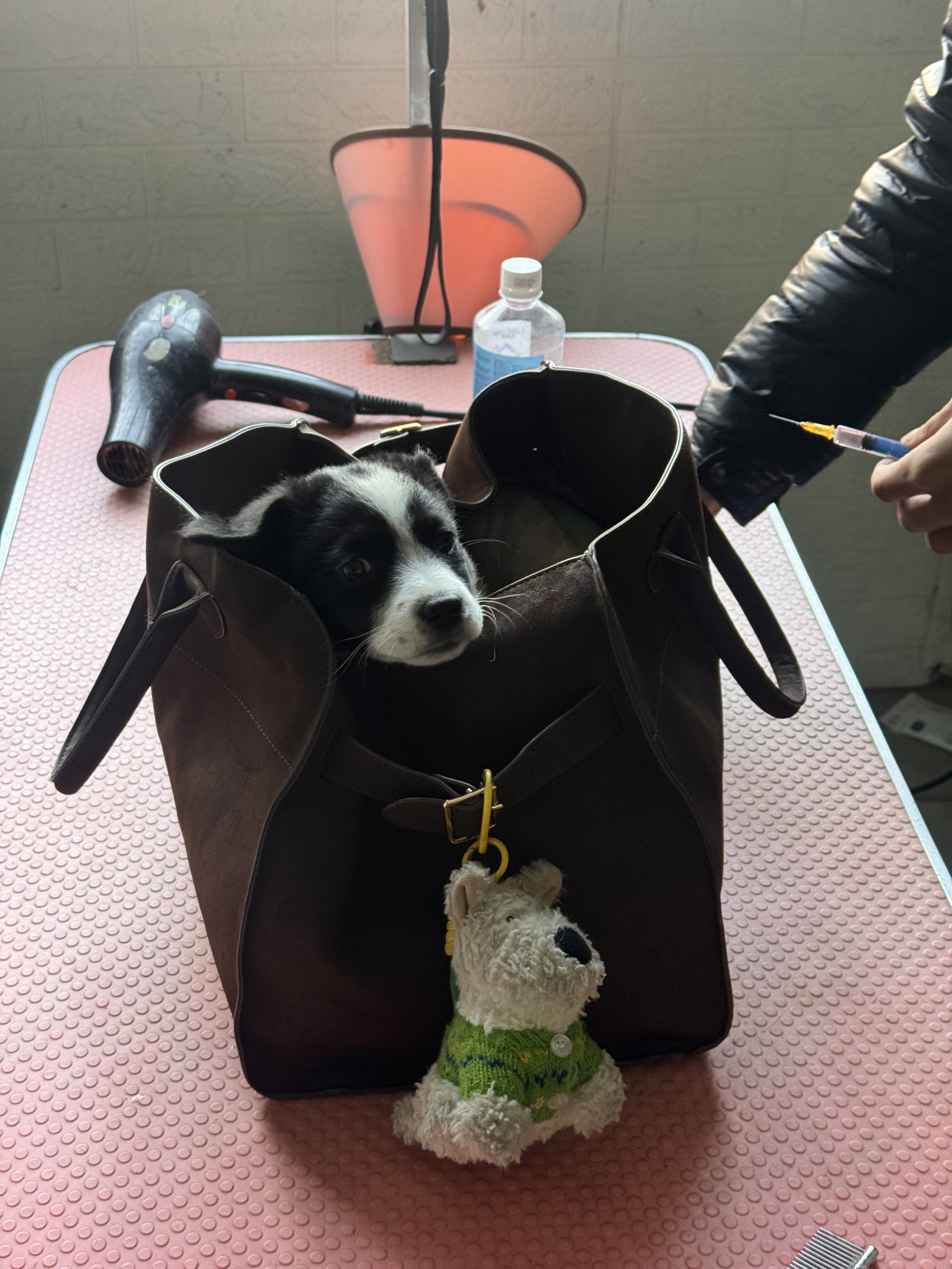 🐽古力 疫苗💉记