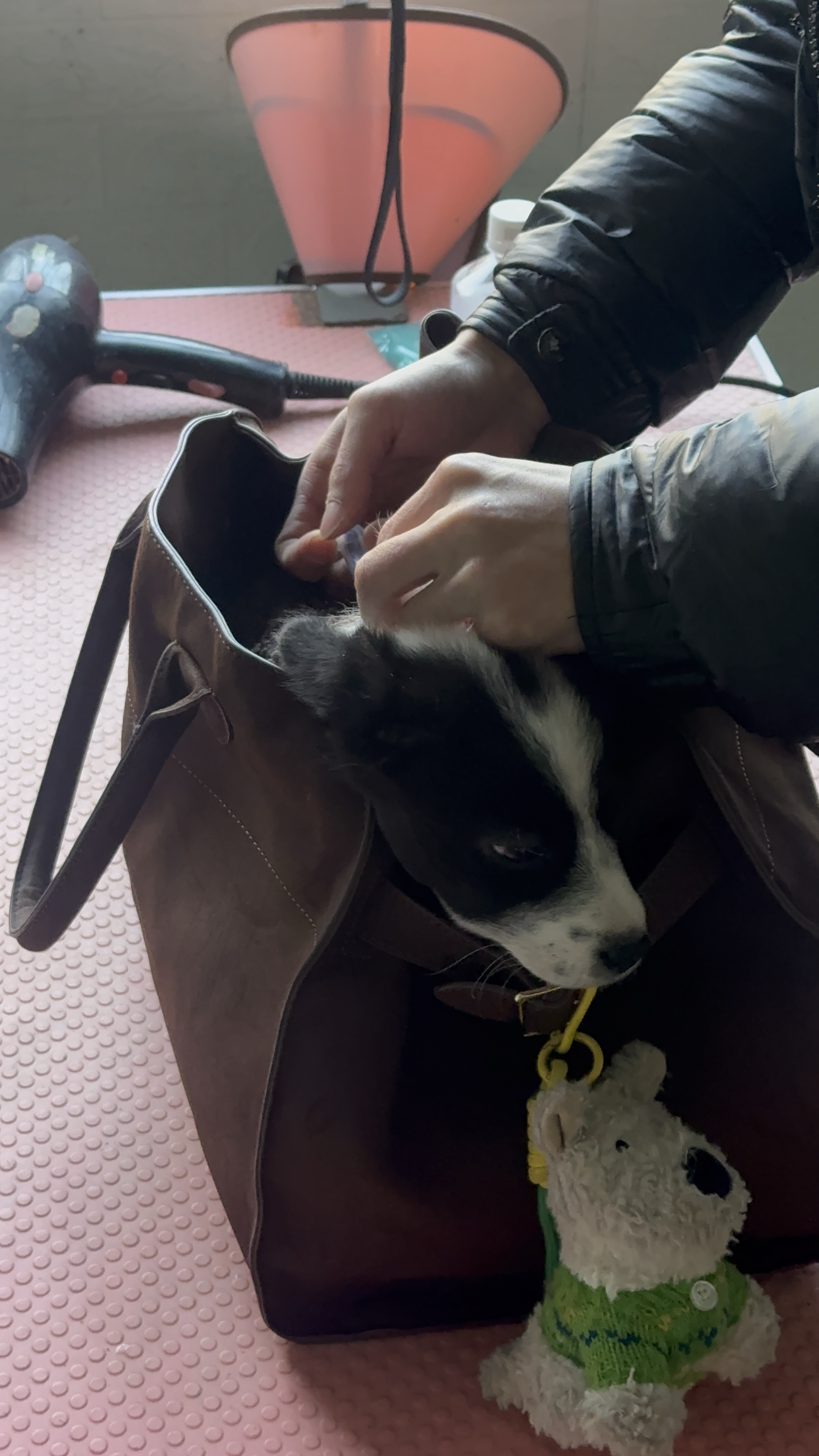 🐽古力 疫苗💉记