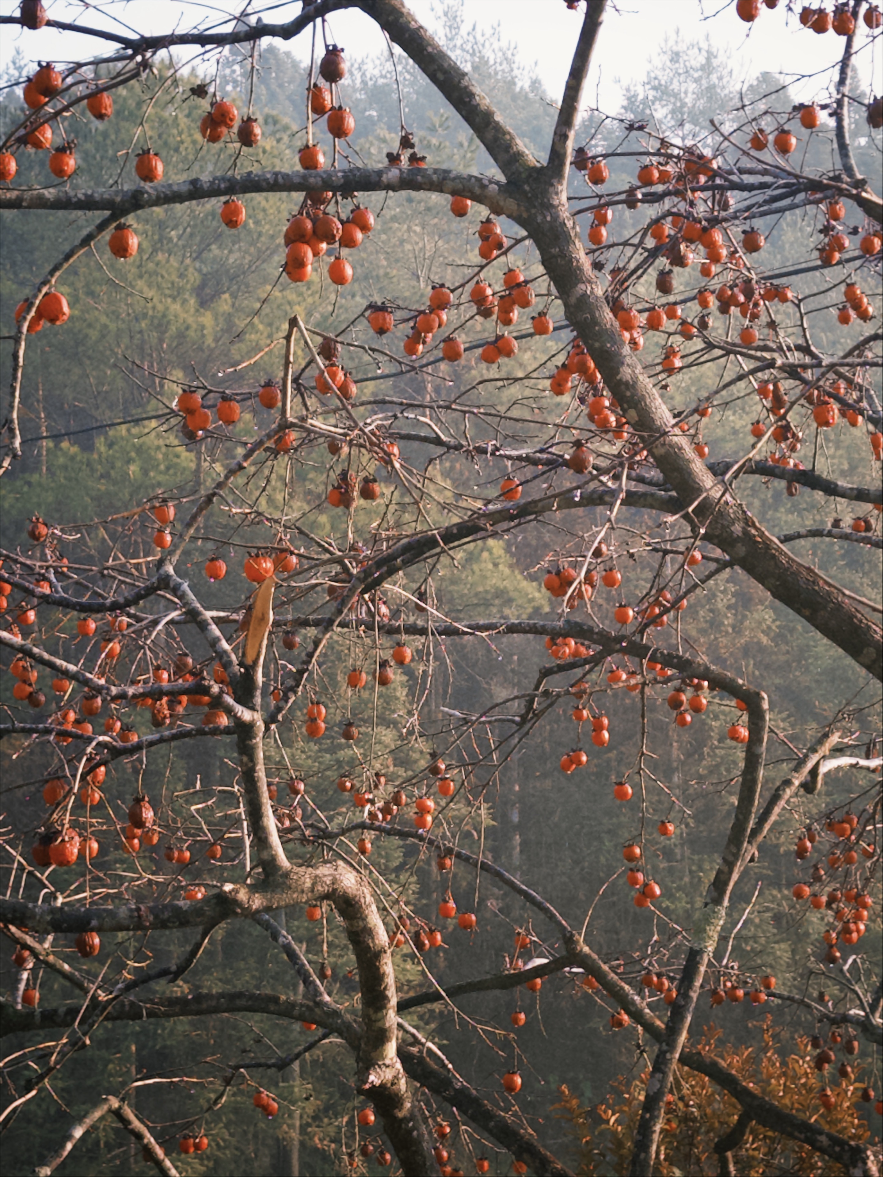 🏃 传统古村落健康跑