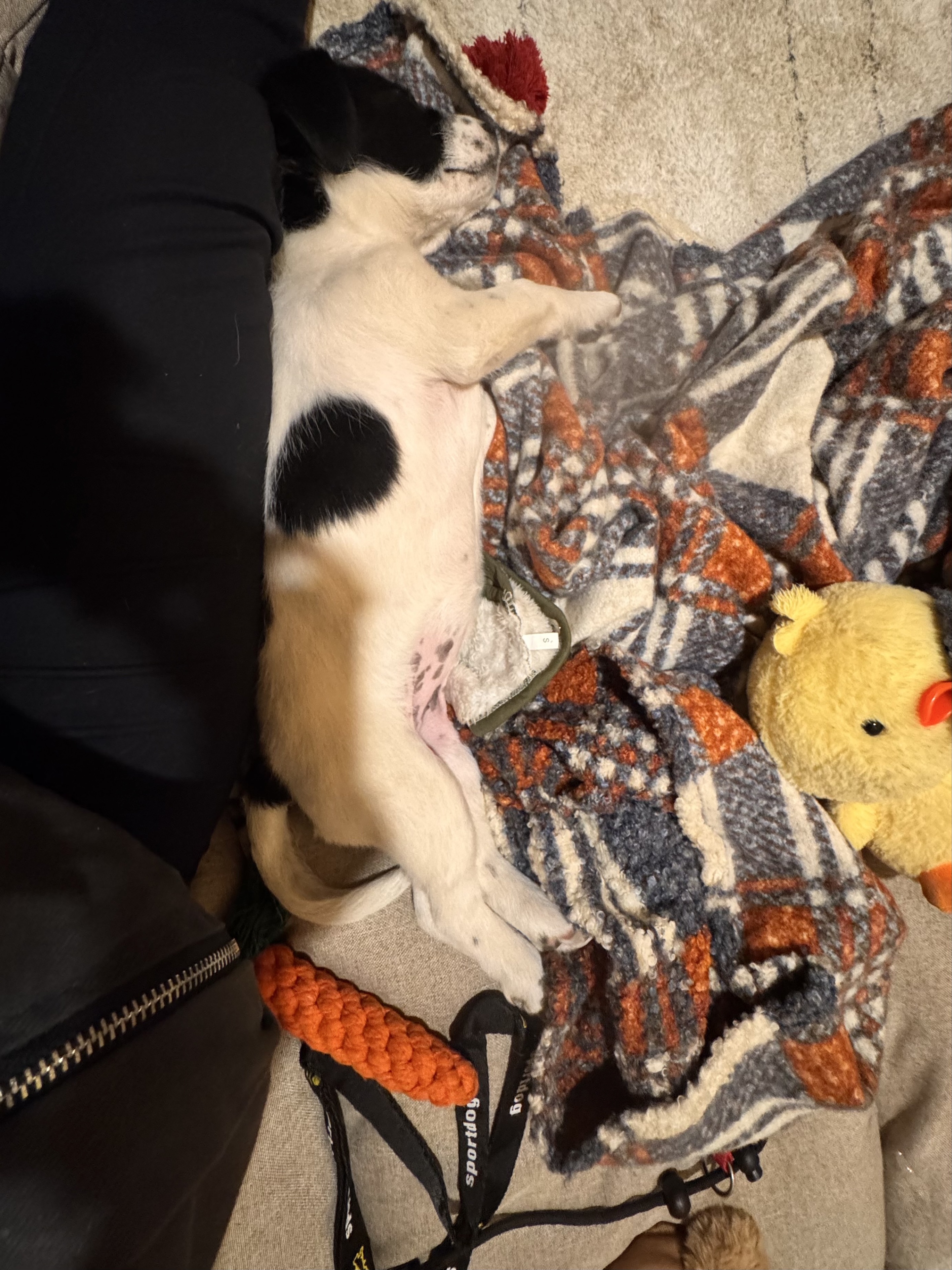 为什么叫🐽古力？