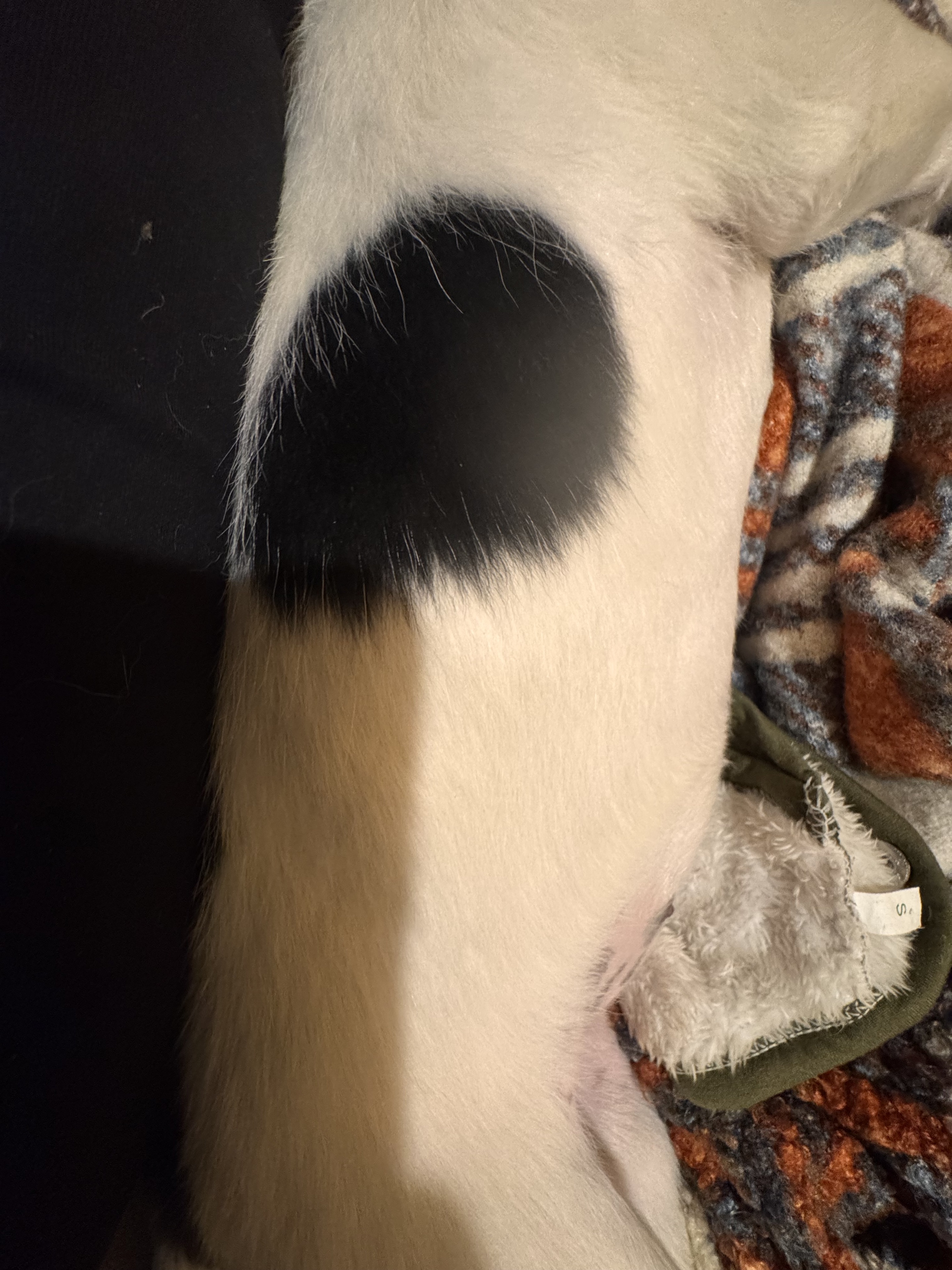 为什么叫🐽古力？