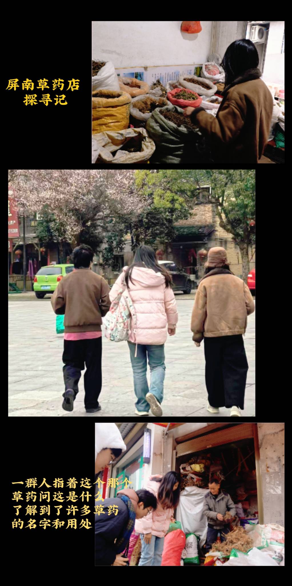 这个冬天，我们与前汾溪村关于植物的故事