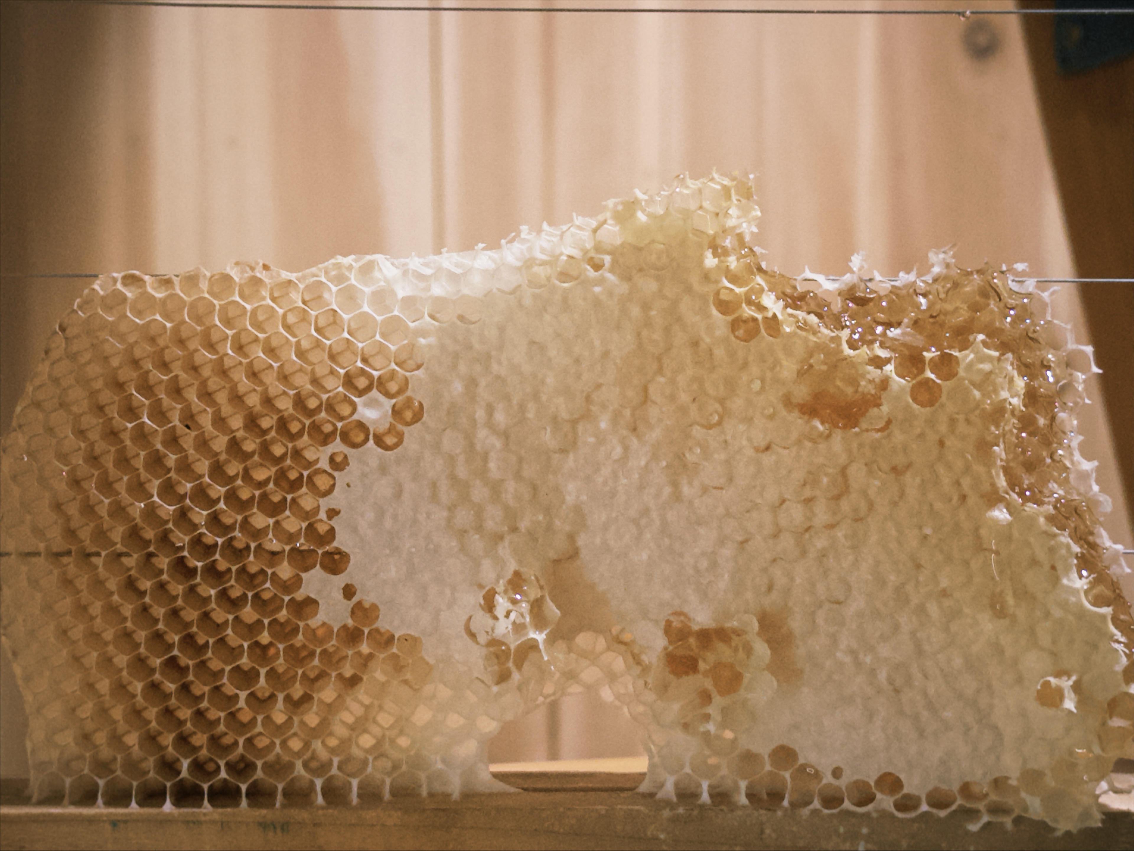 🍯 蜜蜜蜜蜜蜜