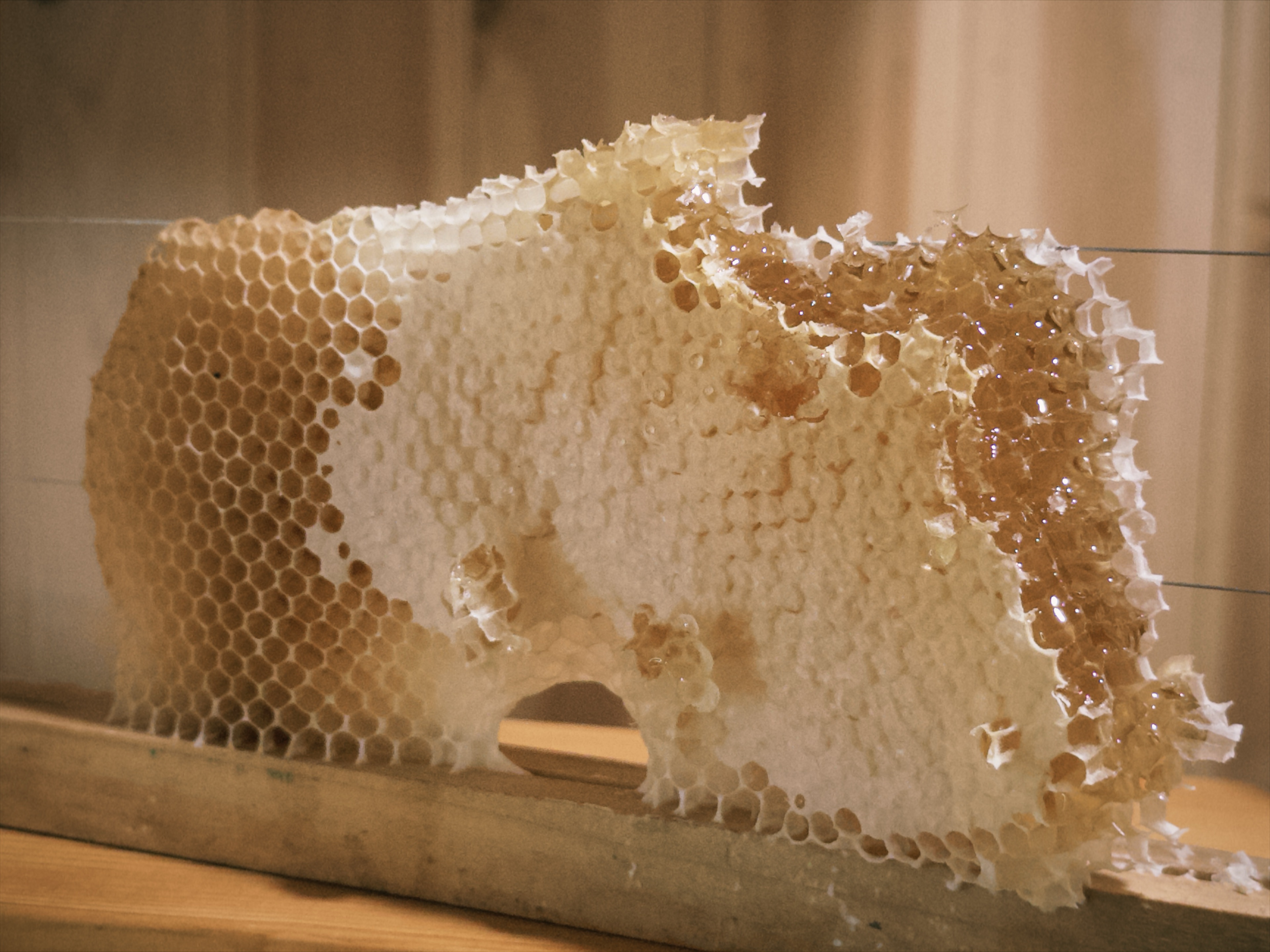 🍯 蜜蜜蜜蜜蜜