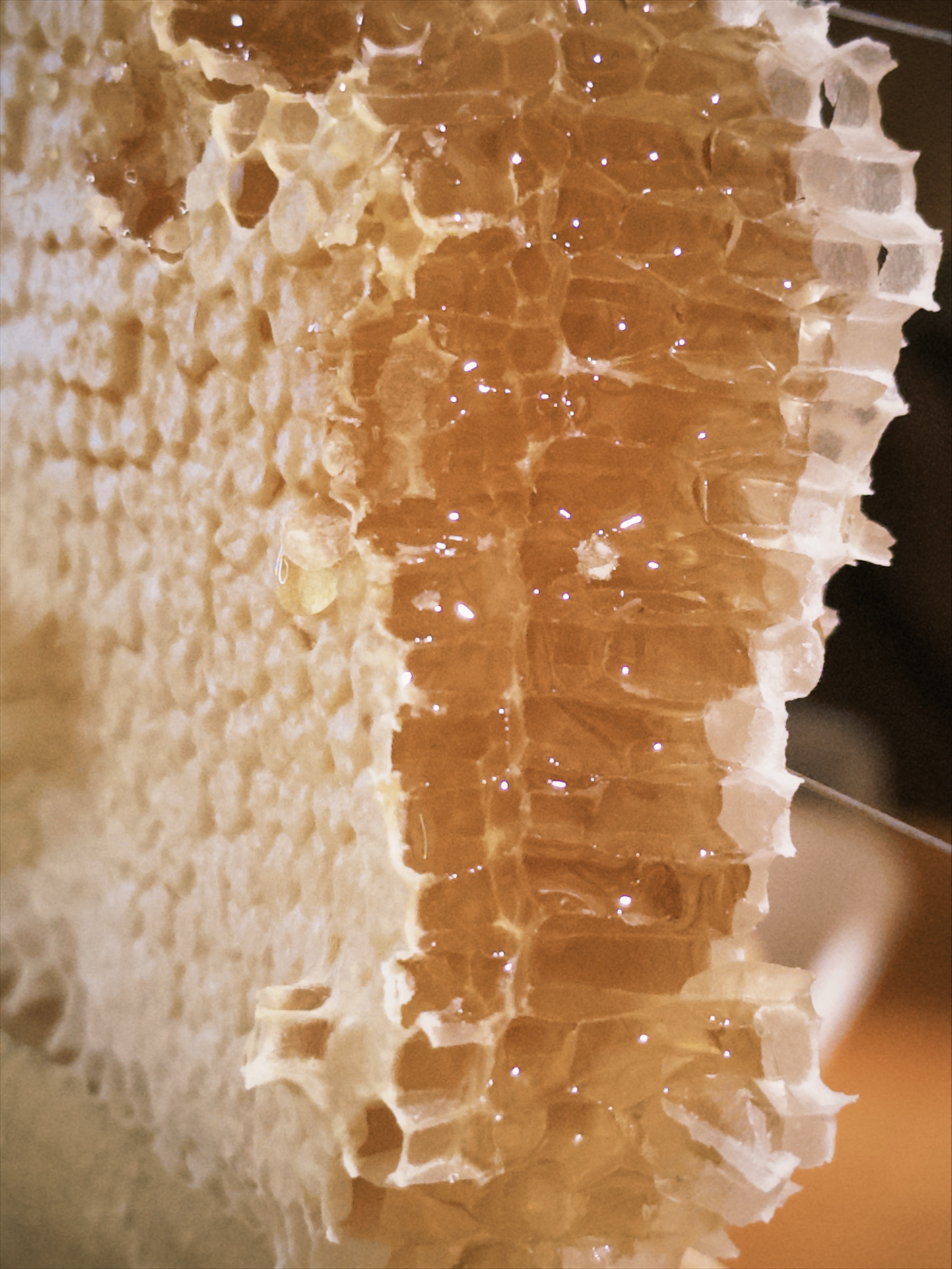 🍯 蜜蜜蜜蜜蜜