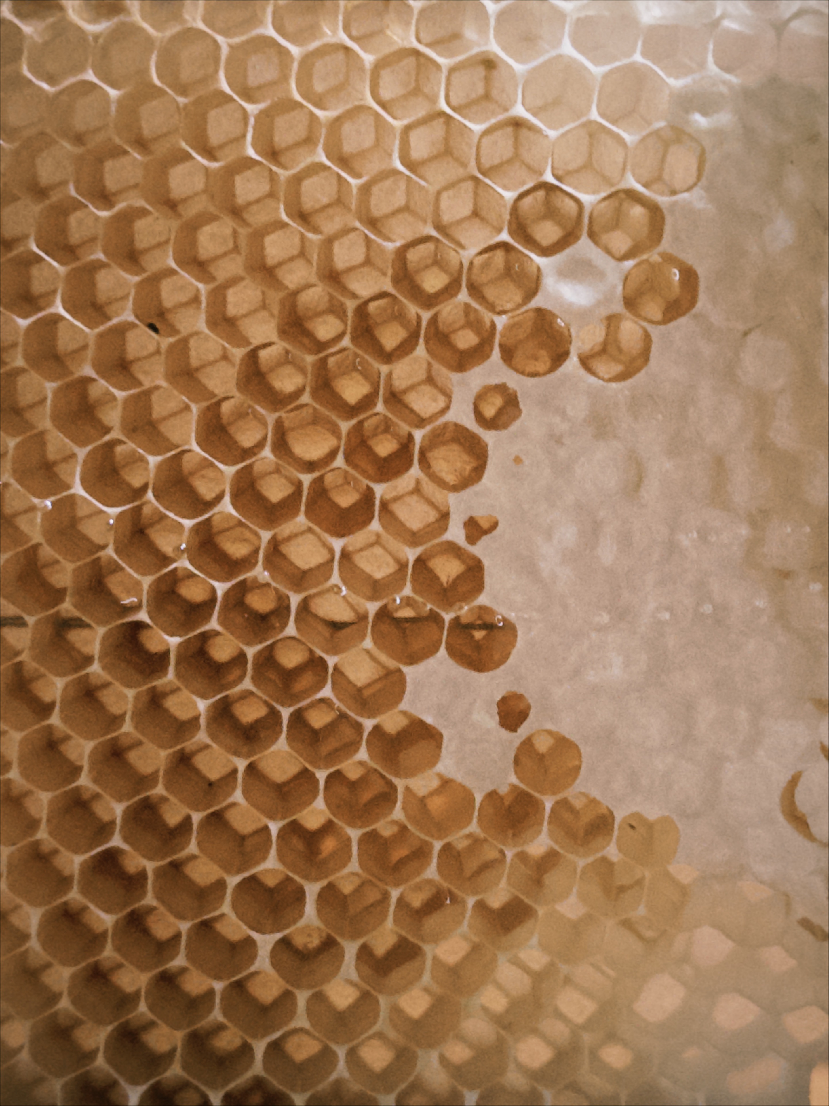 🍯 蜜蜜蜜蜜蜜