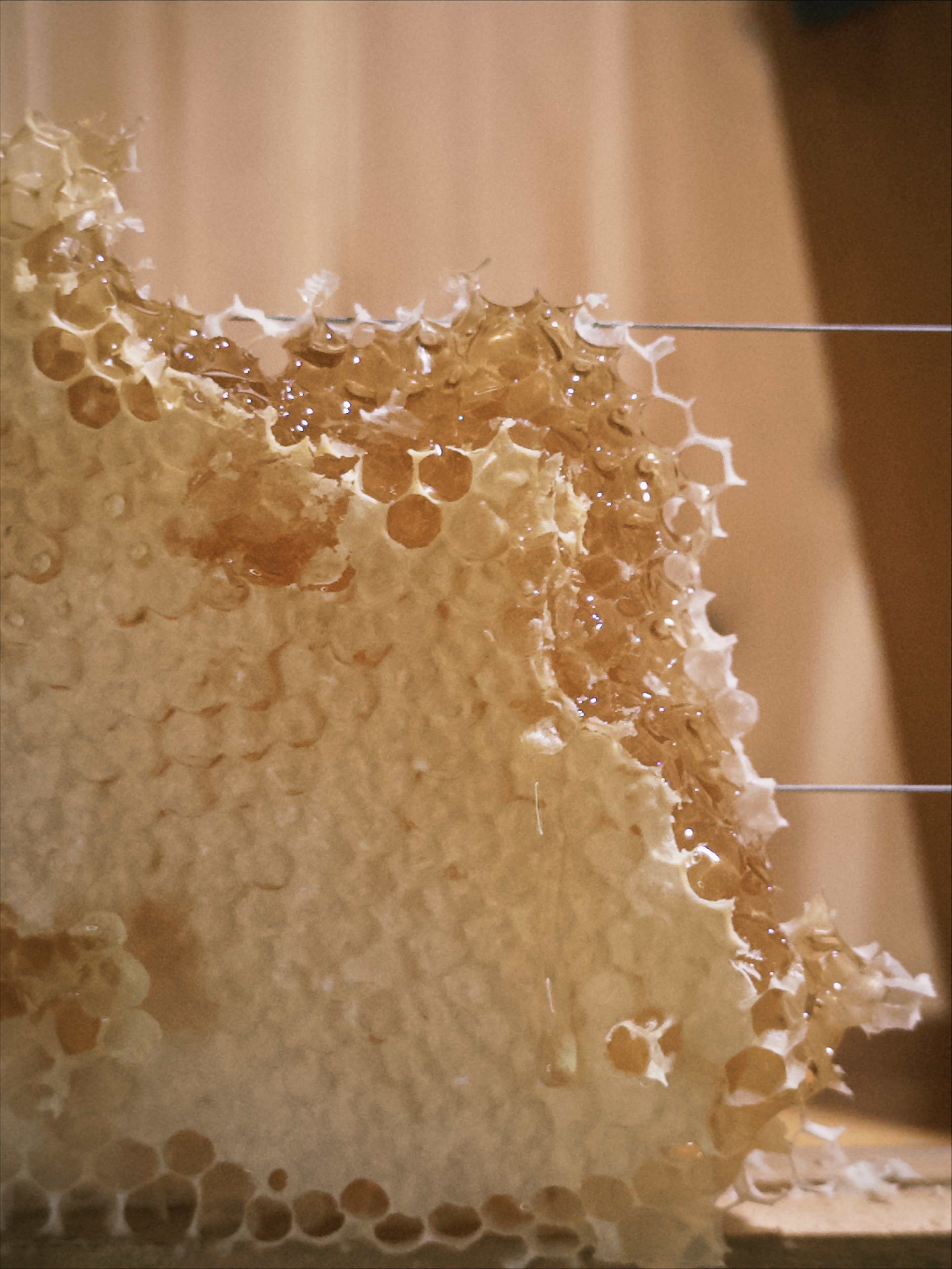 🍯 蜜蜜蜜蜜蜜