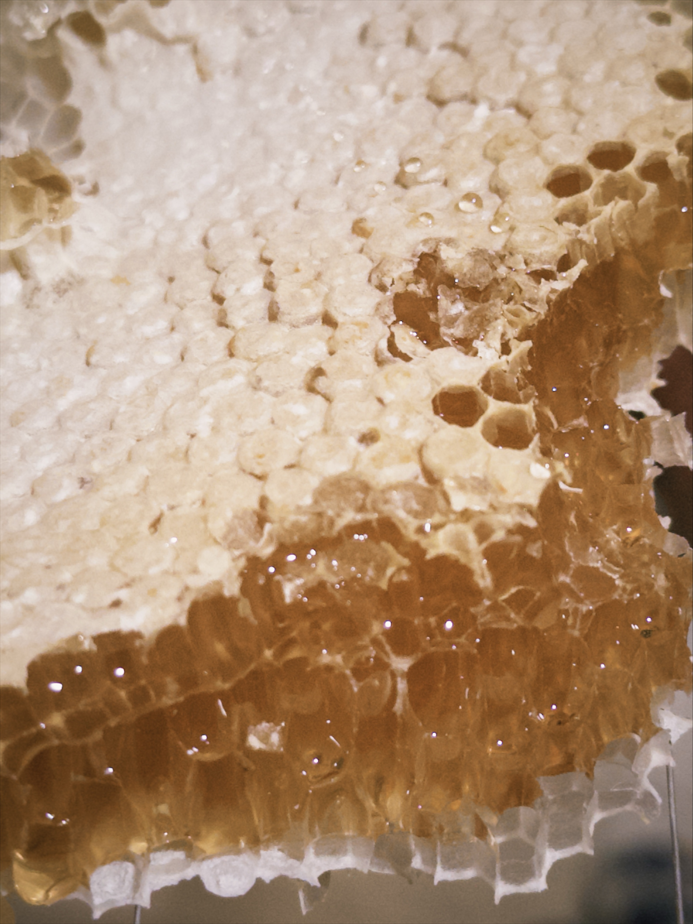 🍯 蜜蜜蜜蜜蜜