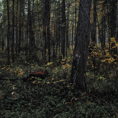 sdim0619.jpg