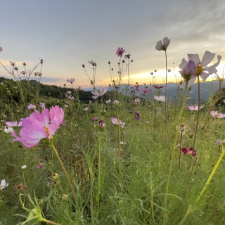 在屏南所见img_8318.jpeg