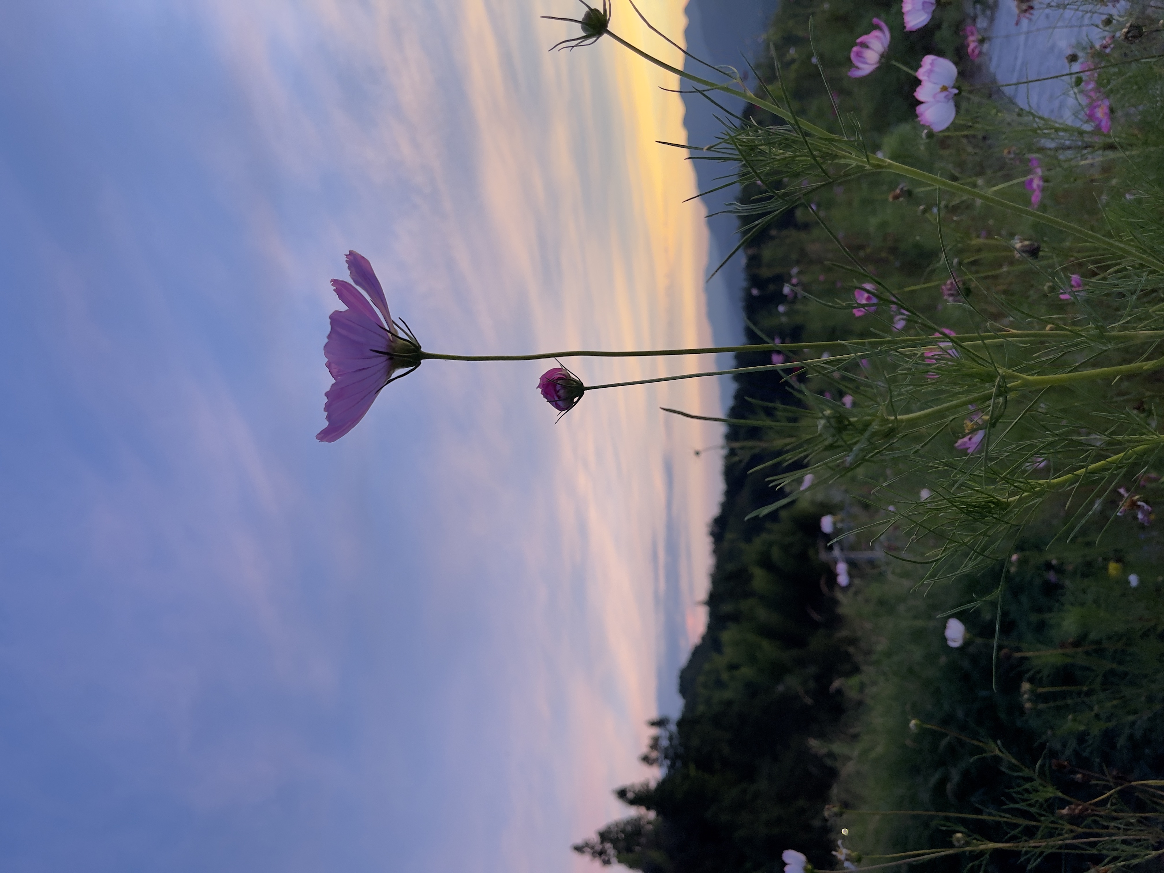 在屏南所见img_8394.jpeg