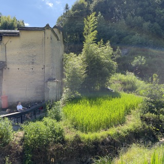 在屏南所见img_8470.jpeg